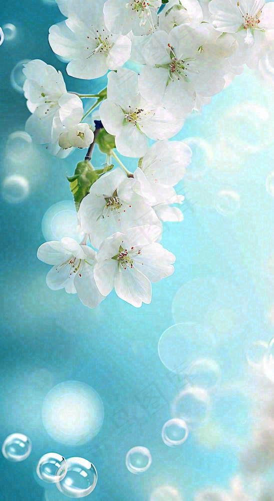 唯美清新白色鲜花，文艺新鲜浪漫情人节摄影图