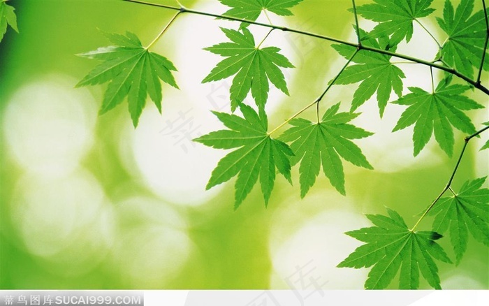 树上枝杈上的绿色叶子枫叶 - 菜鸟图库