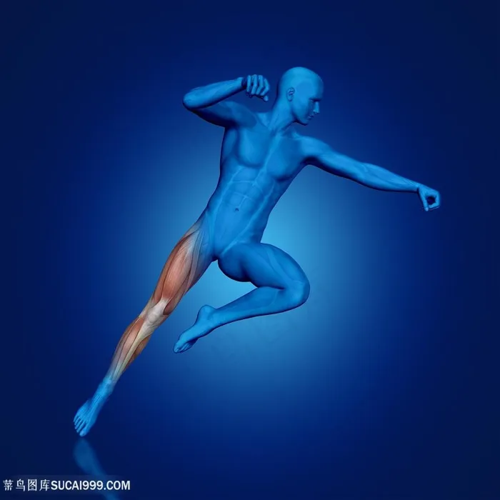 蓝色人体腿部肌肉图