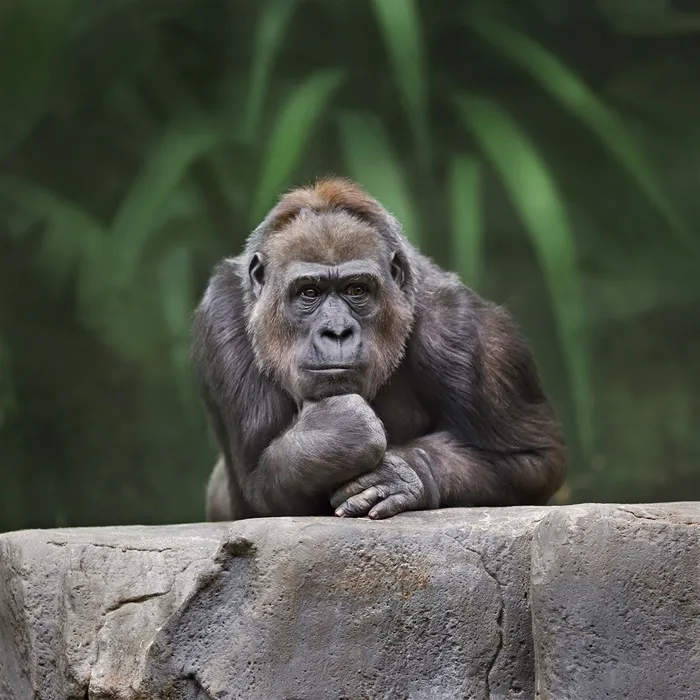 沉思的大猩猩高清摄影图片