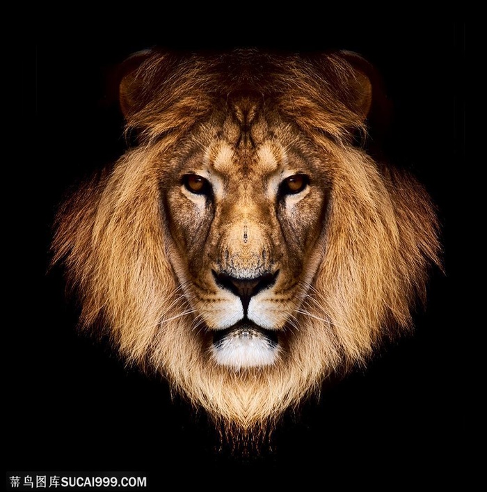 黑色背景前威武的狮子头正面特写图片素材