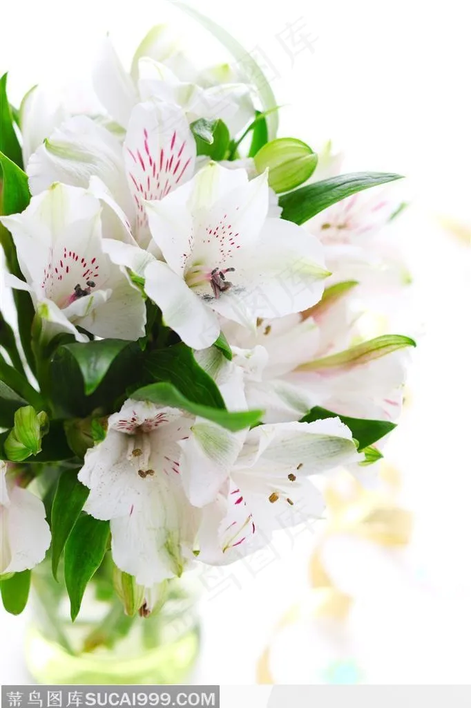 精美的鲜花图片——花瓶里的百合花