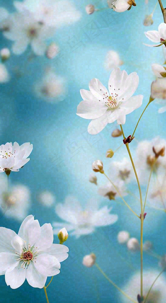 春天浪漫白色樱花花朵，立春春分摄影图