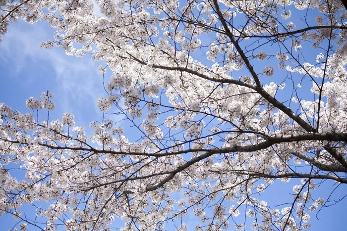 春日樱花树图片