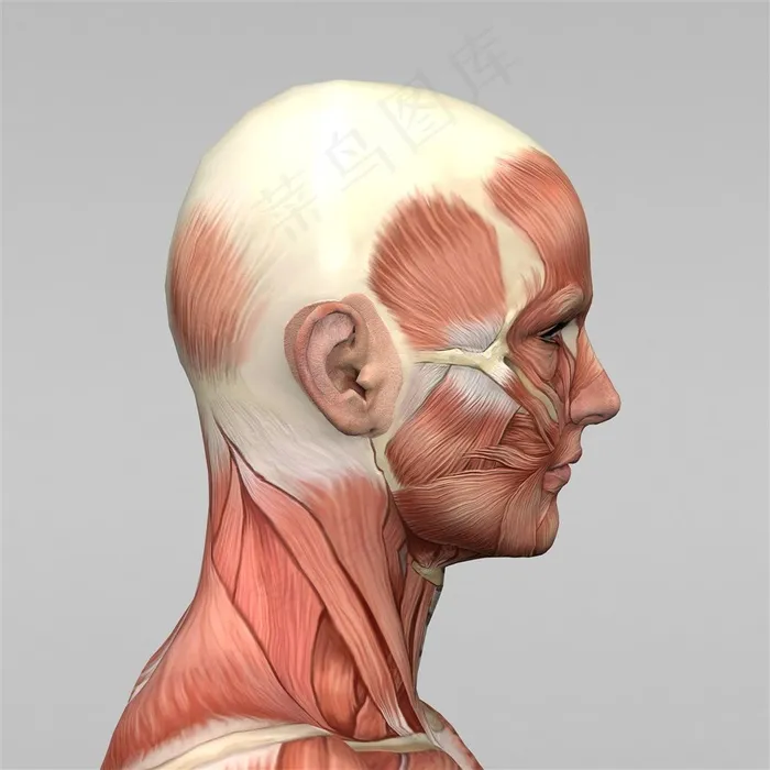 人体头部肌肉图人体器官图