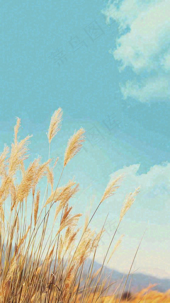秋天蓝天户外芦苇草，立秋秋分摄影图