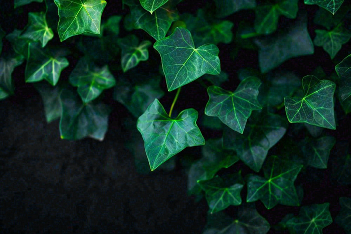 清新绿叶绿植植物叶子特写立夏夏至大暑春夏摄影图