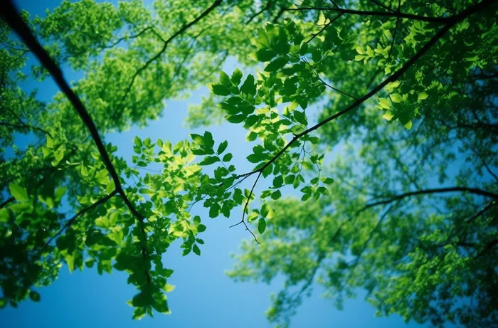 绿色的树枝和蓝天的照片风格摄影图桌面壁纸