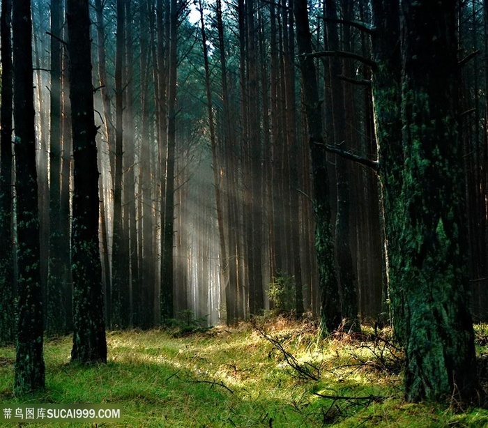 丁达尔效应野外森林树林图片