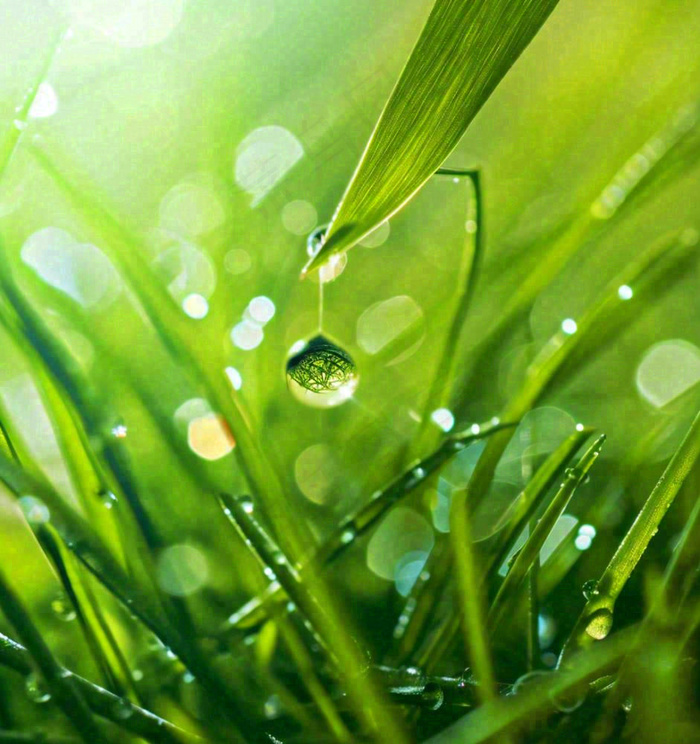 春天草地绿叶上的露珠，惊蛰雨水谷雨摄影图