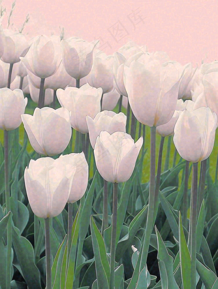 春天粉色郁金香花海绿叶温馨阳光，春分摄影图