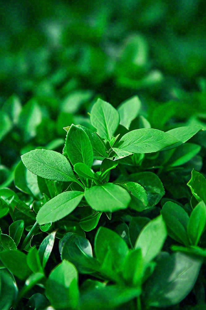 绿色新鲜茶叶绿叶摄影图