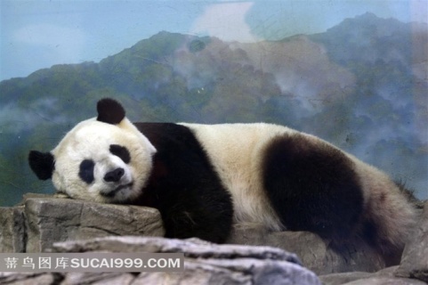 睡觉的大熊猫