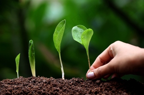 手泥土和小苗子