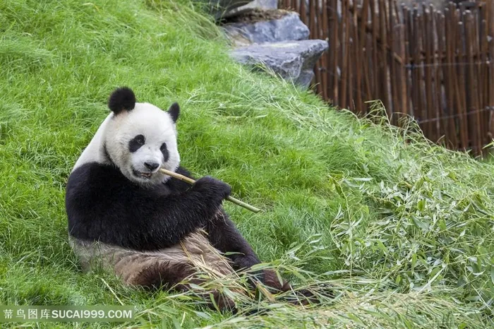草地上吃竹子的大熊猫图片
