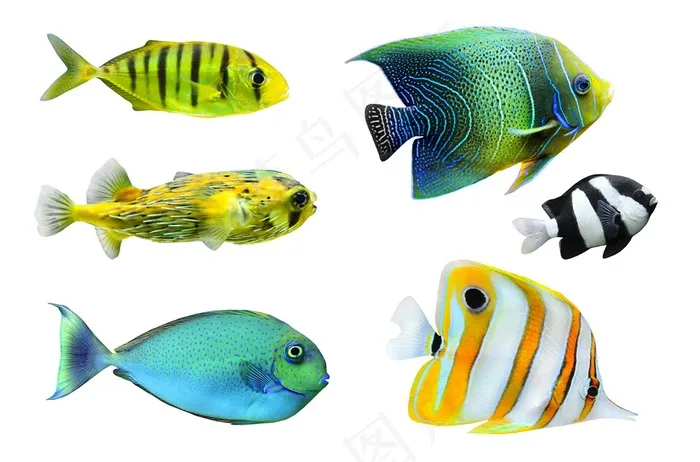 彩色的海洋鱼类图片