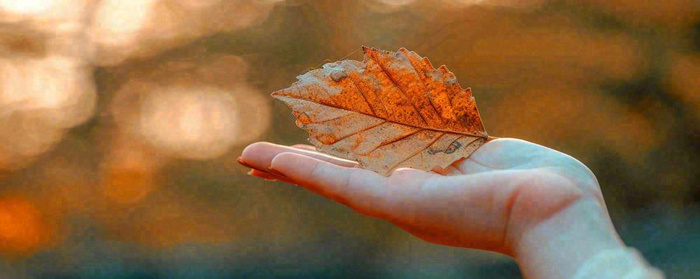 秋天手拿秋叶落日光照，温馨特写，立秋秋分摄影图