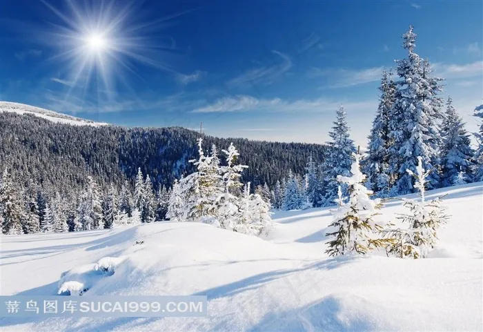 森林雪景风景图片