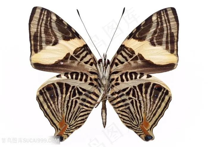高清斑马纹蝴蝶标本图片