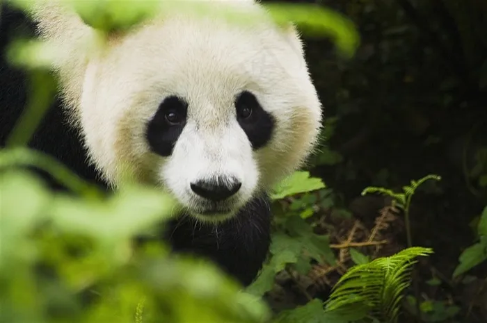可爱的大熊猫摄影素材