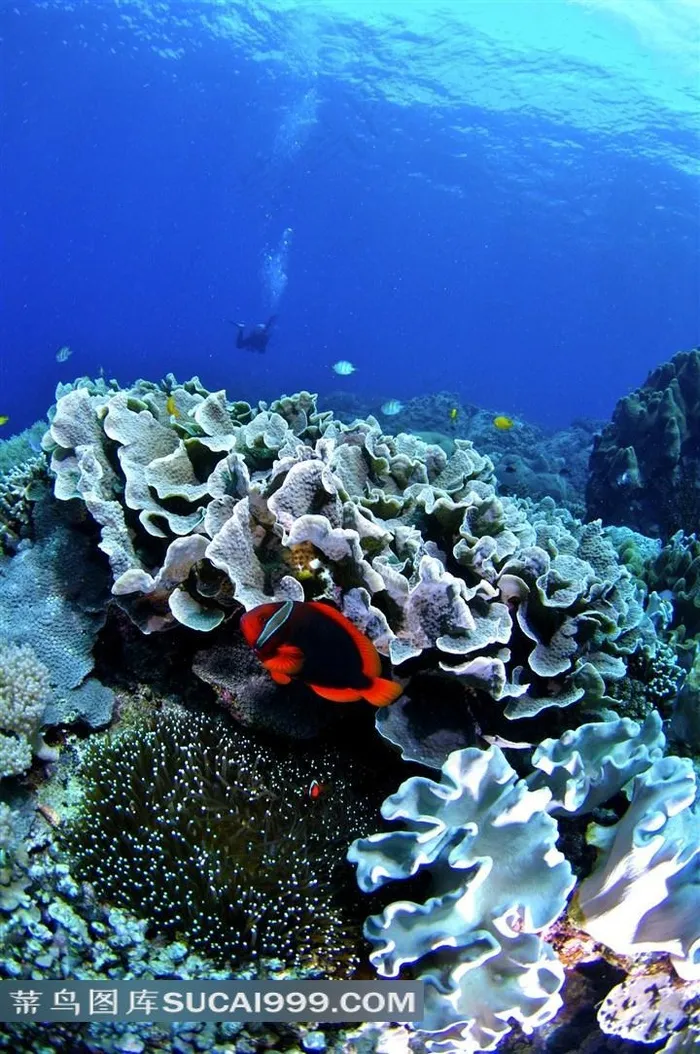 美丽海底珊瑚高清摄影