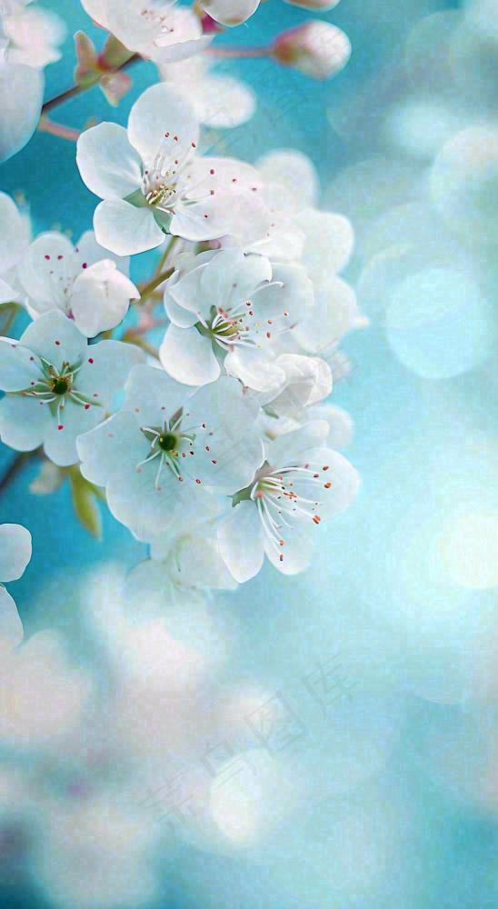 唯美清新白色鲜花，文艺新鲜浪漫情人节摄影图