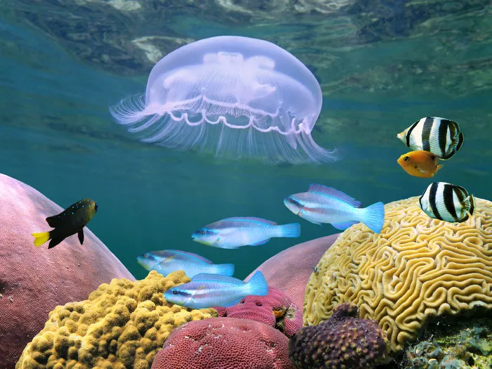 海底生物珊瑚礁水母海洋生物高清图片