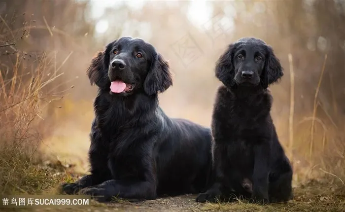 高清两只可爱黑色金毛狗狗图片