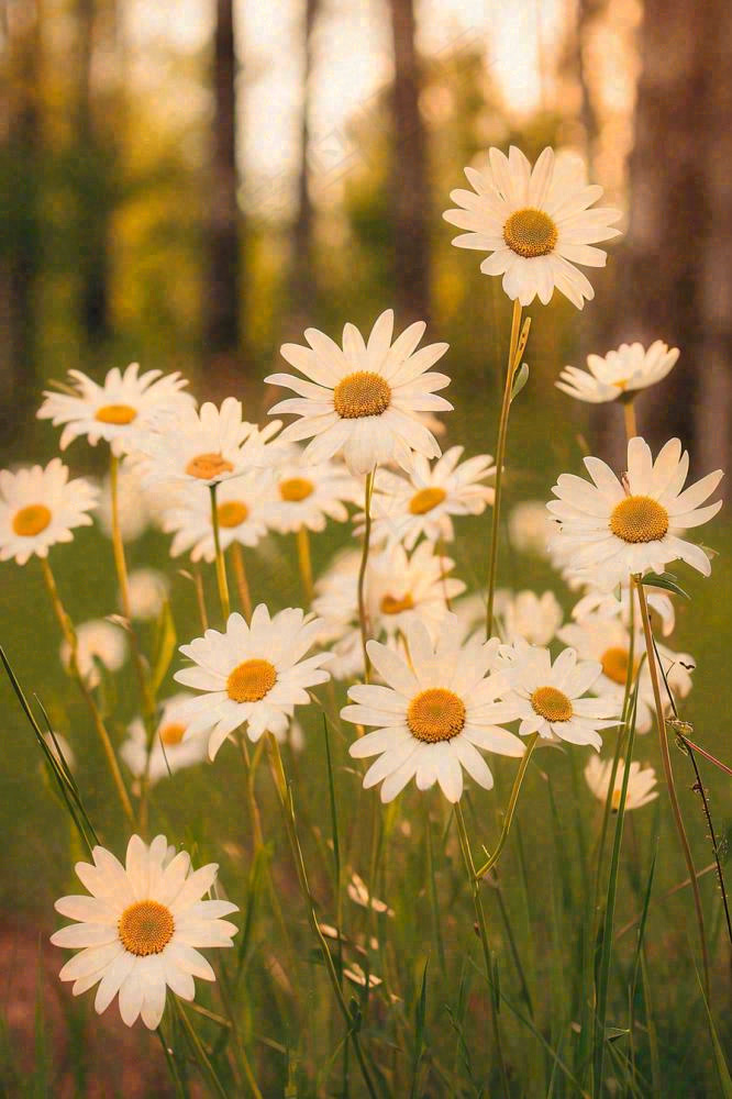 落日小花小草花朵特写，郊游玩耍意境摄影图