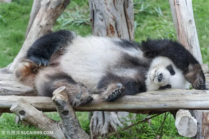 慵懒的大熊猫图片