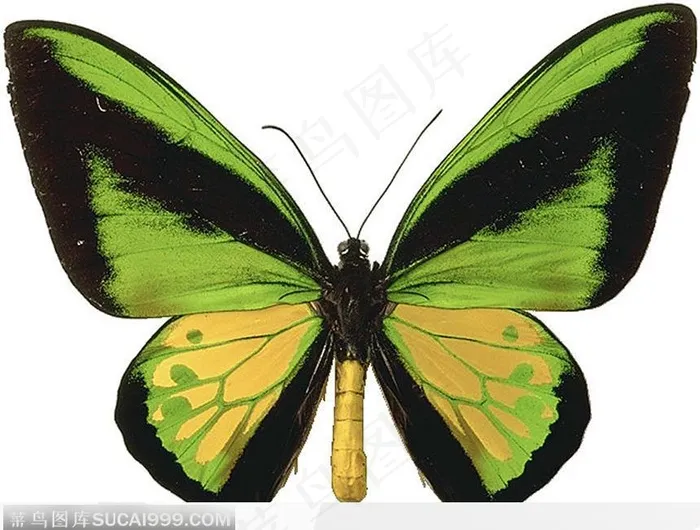 蝴蝶标本（绿色蝴蝶）