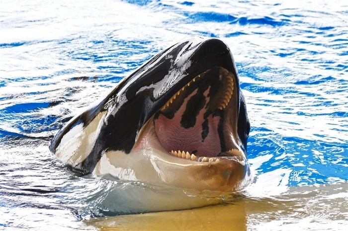 张着嘴巴的海豚