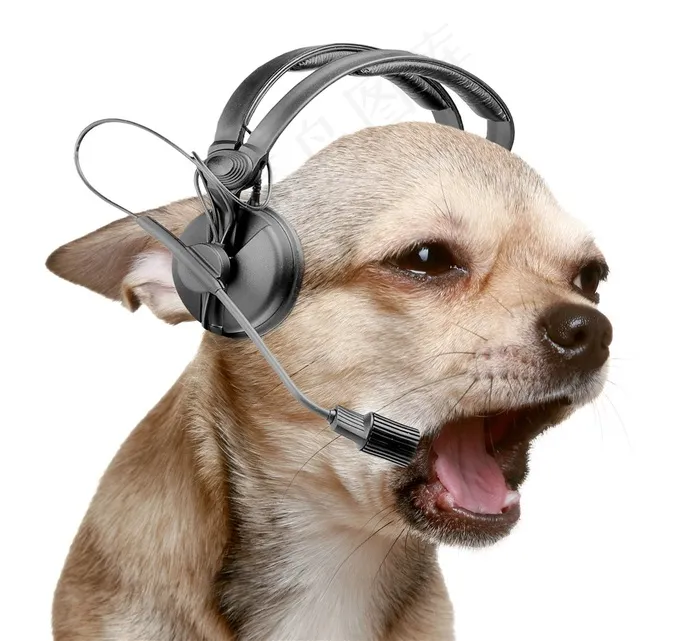 带着耳机唱歌的吉娃娃犬狗狗图片