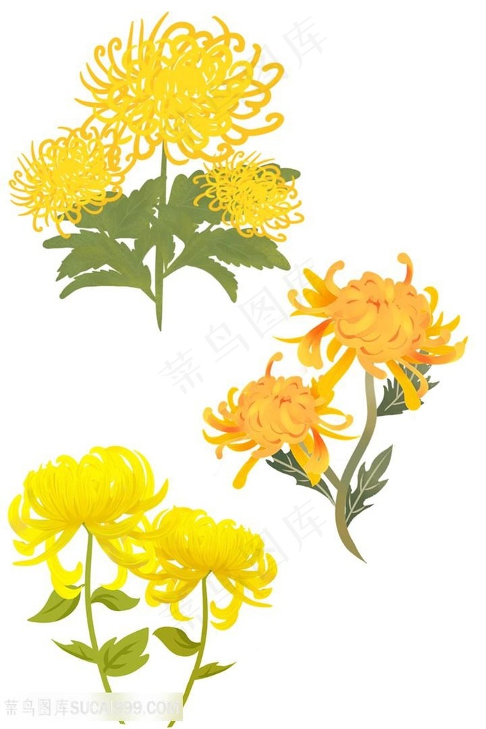 菊花黄菊花波斯菊雏菊万寿菊山菊花中秋节花草植物卡通插画图片 菜鸟图库