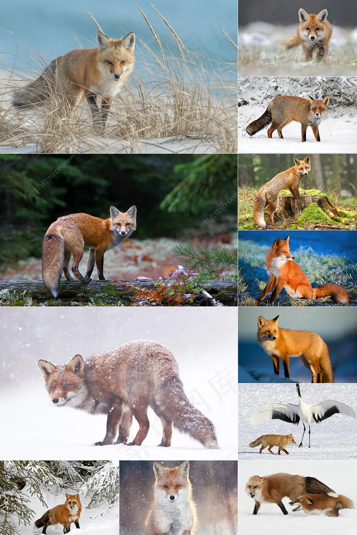 100张各种动态的狐狸图片大全