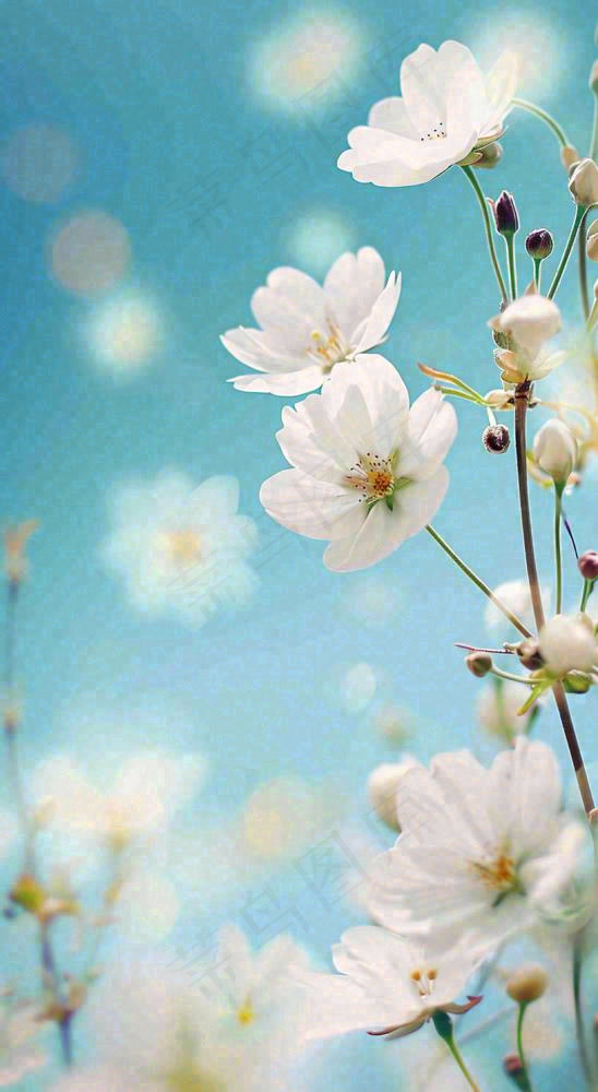 春天浪漫白色樱花花朵，立春春分摄影图