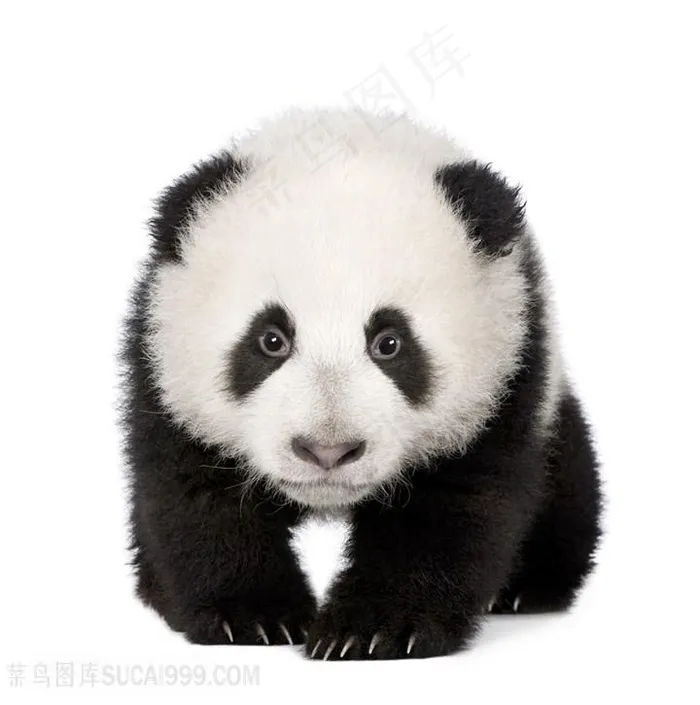 趴着呆萌的大熊猫宝宝图片
