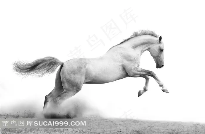 一匹飞奔的白马高清摄影图片