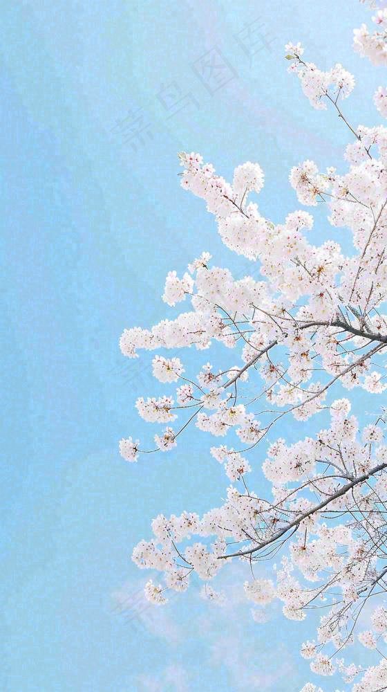 春天开满花朵的树冠仰拍蓝色天空，立春，春分摄影图