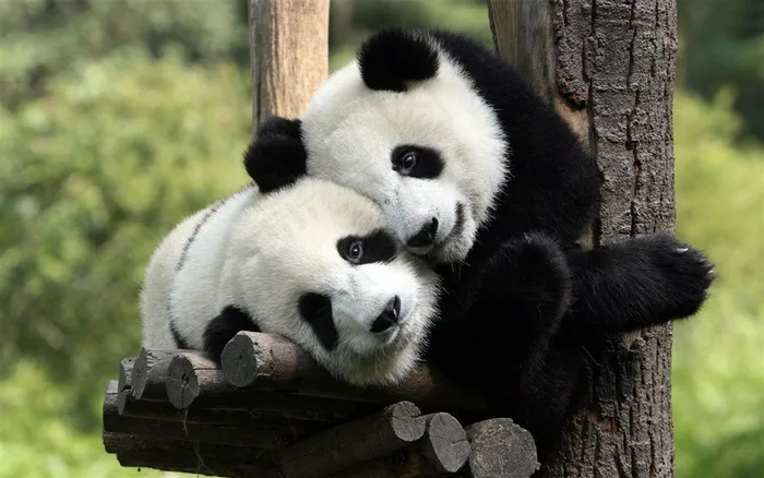 可爱的大熊猫摄影