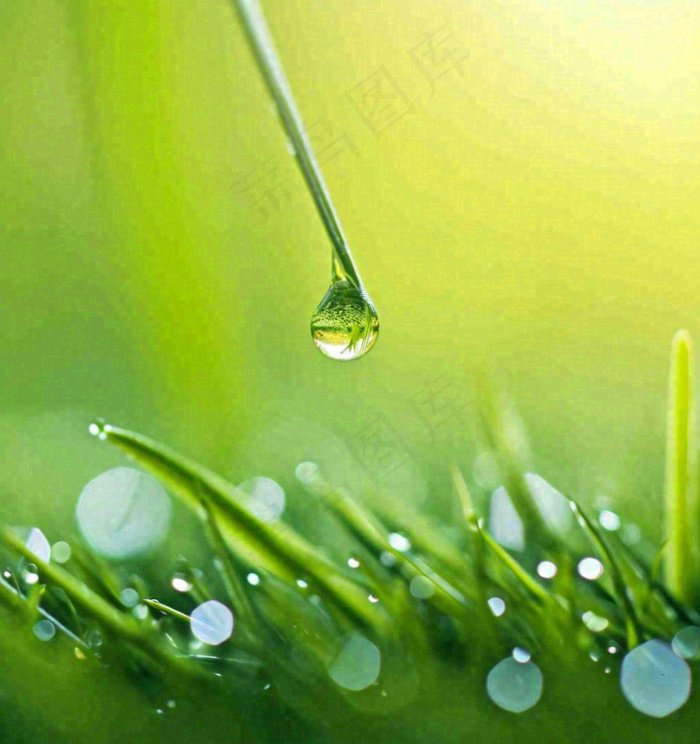 春天草地绿叶上的露珠，惊蛰雨水谷雨摄影图