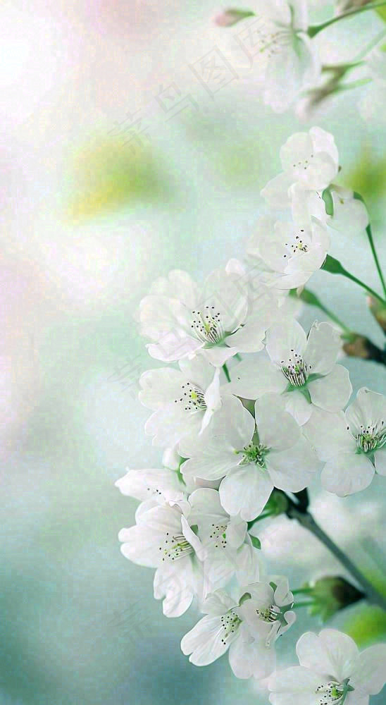 春天白色的樱花花朵和嫩芽开满枝头立春，春分摄影图