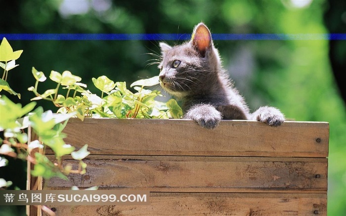 花园里的猫 箱子里的小灰猫 菜鸟图库