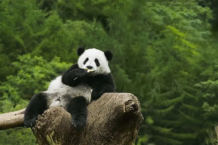 大熊猫摄影图片下载