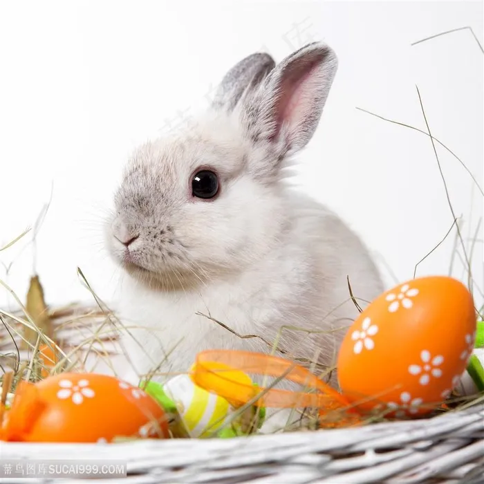 高清复活蛋可爱小白兔图片