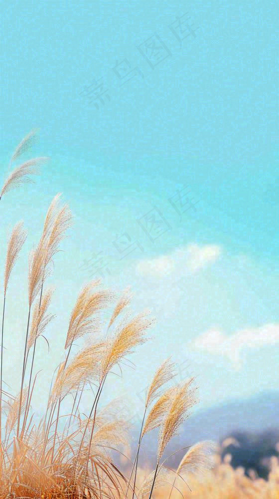 秋天蓝天户外芦苇草，立秋秋分摄影图