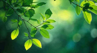 绿色树叶意境模糊光照叶子，春天夏日，春分立夏摄影图