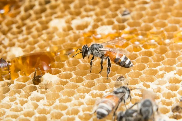 蜂巢上的小蜜蜂高清图片