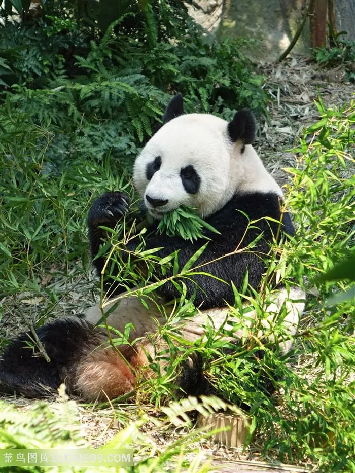 吃竹叶的国宝大熊猫图片