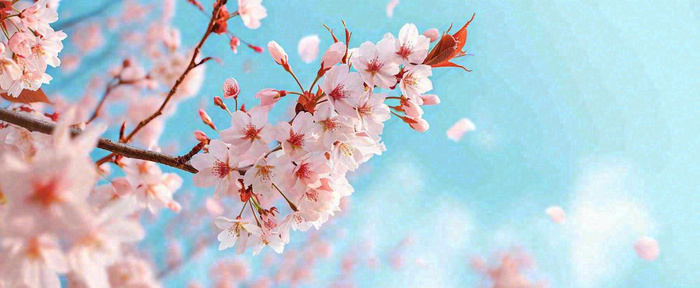 唯美粉色樱花花瓣春天浪漫梦幻蓝色，春分惊蛰摄影图